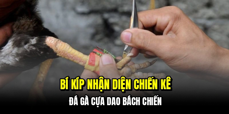 Bí kíp nhận diện chiến kê đá gà cựa dao bách chiến