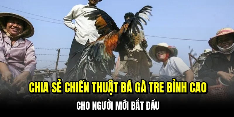 Chia sẻ chiến thuật đá gà tre đỉnh cao cho người mới bắt đầu