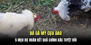 Đá gà Mỹ cựa dao - 5 mẹo dự đoán kết quả chính xác tuyệt đối