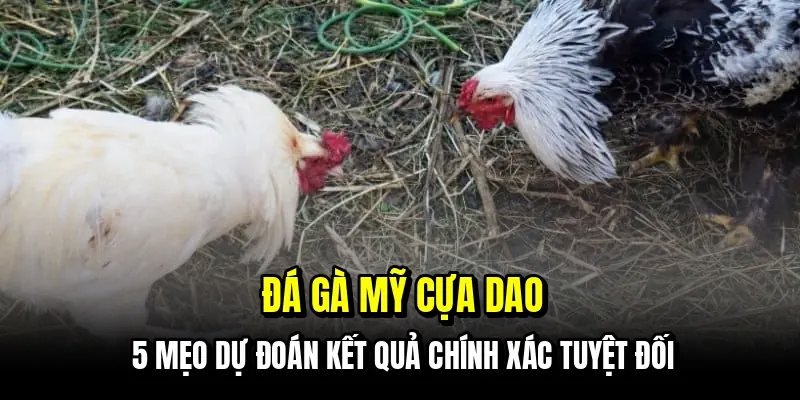 Đá gà Mỹ cựa dao - 5 mẹo dự đoán kết quả chính xác tuyệt đối