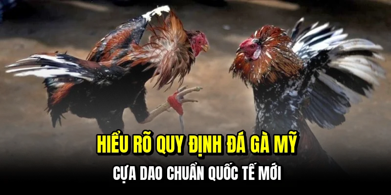 Hiểu rõ quy định đá gà Mỹ cựa dao chuẩn quốc tế mới