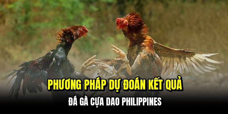 Phương pháp dự đoán kết quả đá gà cựa dao Philippines